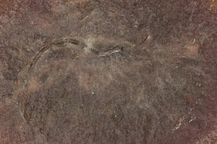 Fossil Shrimp (Peachocaris) Nodule Pos/Neg - Illinois #262549